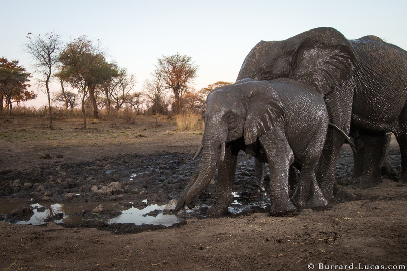 Elephants at a watering hole. Credit: Will Burrard-Lucas/WWF-US.